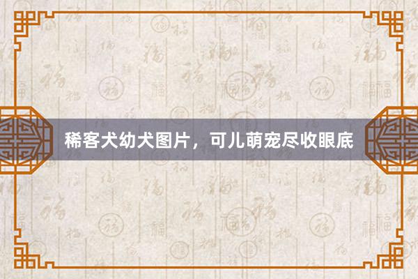 稀客犬幼犬图片，可儿萌宠尽收眼底